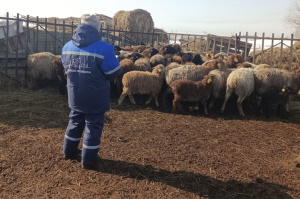 Ауыл шаруашылығы жануарларын сәйкестендіру ережелері
