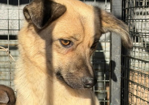 Петропавл қаласында «Жануарларға жауапкершілікпен қарау туралы» ҚР Заңын іске асыру жалғасуда