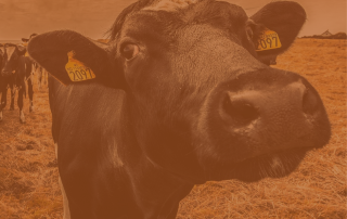 Мемлекеттік мекемесі «Ауыл шаруашылығы жануарлары туралы мәліметтерді өзектендіру (түзету)»