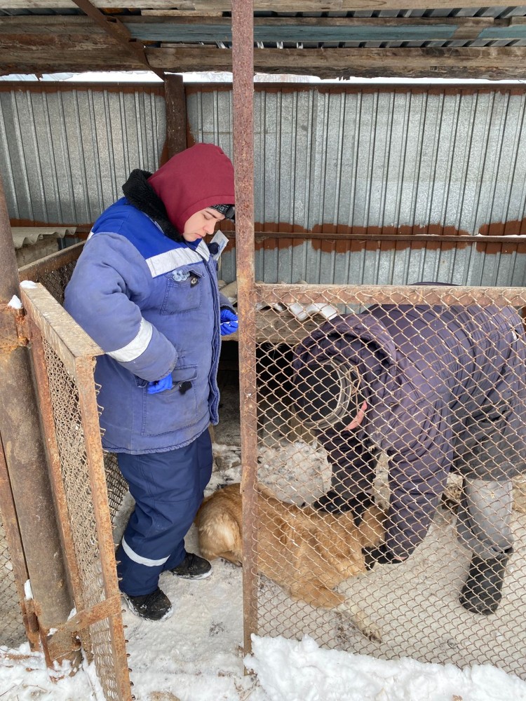 2023 жылдың қыркүйегінен бастап Қазақстанда үй жануарларын міндетті есепке алу енгізілді