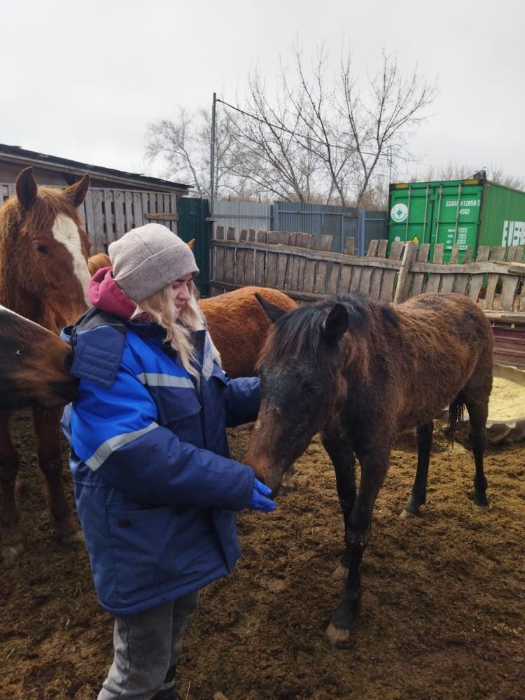 Малды сәйкестендіруге арналған ақпараттық жүйені жүргізу