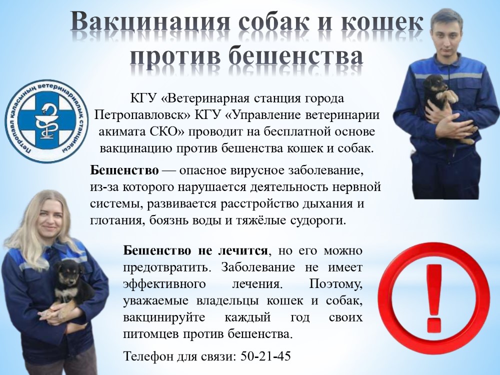 Вакцинация собак и кошек против бешенства