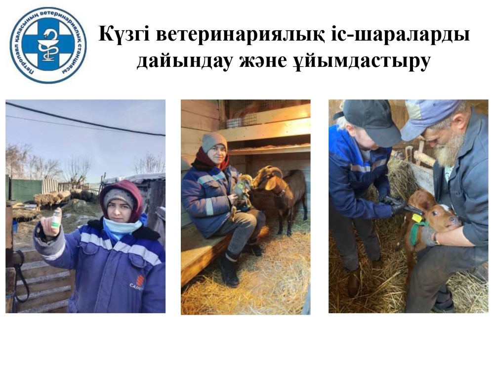 Күзгі ветеринариялық іс-шараларды дайындау және ұйымдастыру