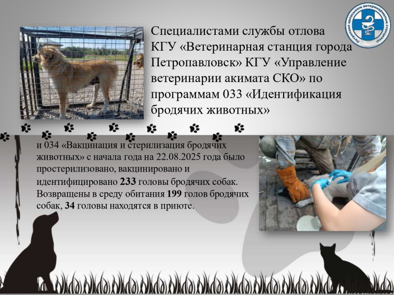 Отлов бродячих собак в городе Петропавловск